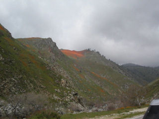 Kern Canyon Poppys