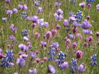 Wind Wolves Blue Dicks, Lupines & Owl's Clover